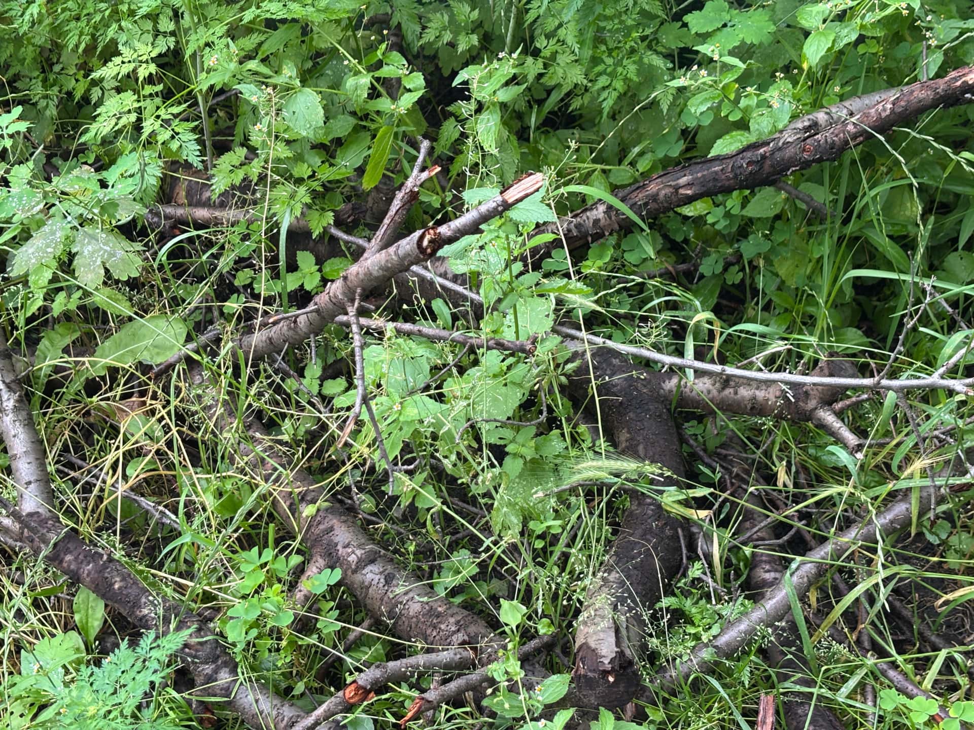 Pocięte gałęzie i konary drzew leżące w trawie i zaroślach